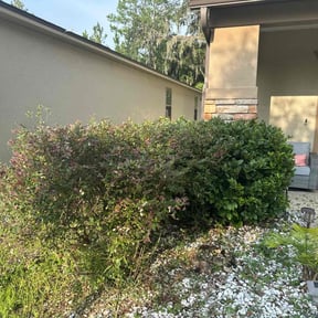 Bush Trimming by LSLTDallas/FortWorthTruGreen reviewed on August 7, 2025