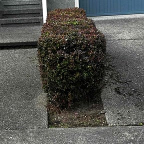 Bush Trimming by james lawn service reviewed on June 12, 2022