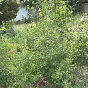 Bush Trimming by Marks landscaping and home services reviewed on August 4, 2022