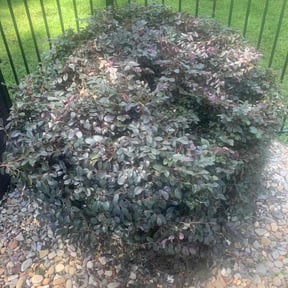 Bush Trimming by Cooley Lawn Care reviewed on July 5, 2022