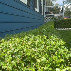 Bush Trimming by Multi Purpose Lawncare reviewed on June 5, 2025