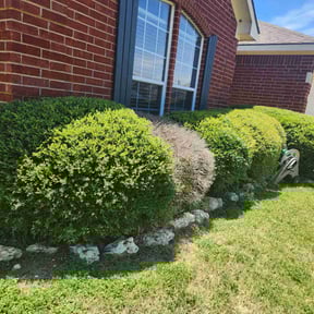 Bush Trimming by Lonestar Landscaping group reviewed on May 8, 2025