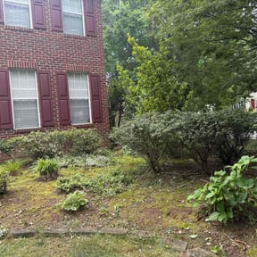 Bush Trimming by D&amp;D All In One reviewed on September 3, 2024