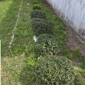Bush Trimming by WhaleyScapes lawn services reviewed on July 6, 2022