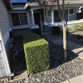 Bush Trimming by 4A lawn care service reviewed on June 2, 2022