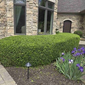 Bush Trimming by Coleman lawn service reviewed on November 7, 2023
