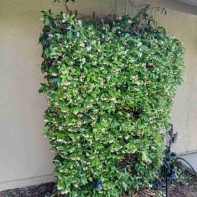 Bush Trimming by The Lawn Barber reviewed on May 7, 2025