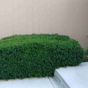 Bush Trimming by Value Lawn Care reviewed on July 21, 2022