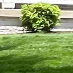 Bush Trimming by DeBaun Lawn Care reviewed on July 21, 2022