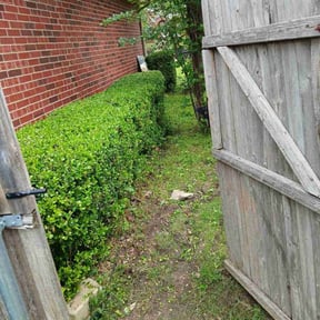 Bush Trimming by Three E's Lawn Care LLC. reviewed on January 17, 2025