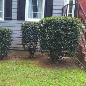 Bush Trimming by Mahan lawn care reviewed on November 9, 2022