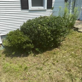 Bush Trimming by 4EverGreen Landscaping reviewed on October 14, 2021