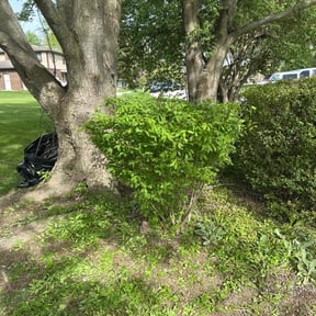 Bush Trimming by Michael McDaniel reviewed on June 20, 2022