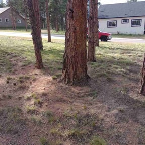 Leaf Removal by Colorado Lawns reviewed on July 3, 2025