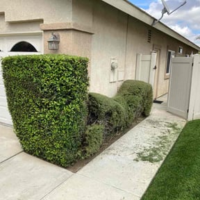 Bush Trimming by A Couple of Guys reviewed on March 1, 2022