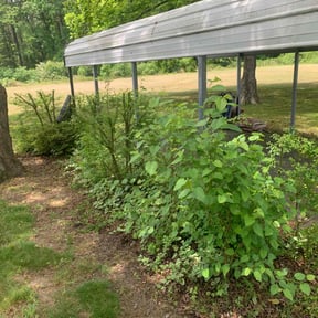 Bush Trimming by Active Lawn Care & Landscapes reviewed on March 18, 2025