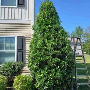 Bush Trimming by Morel Lawn & tree service reviewed on July 15, 2022