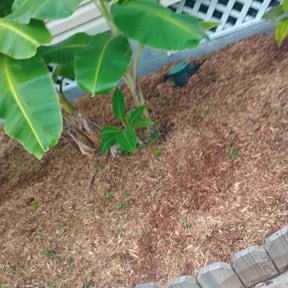 Flower Bed Weeding by Mmr grass cutters reviewed on April 28, 2022