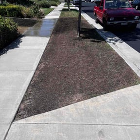 Lawn Seeding by Lucky Green lawn Care reviewed on March 21, 2022