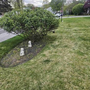 Bush Trimming by Cardinal Curb Appeal reviewed on April 5, 2022