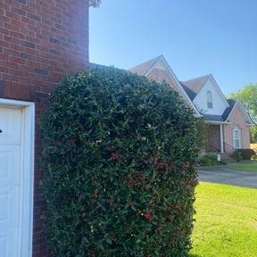 Bush Trimming by Andasol Landscaping reviewed on July 7, 2025