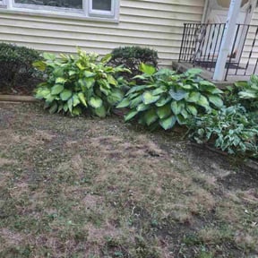 Bush Trimming by The Yard Goat LLC reviewed on August 4, 2025