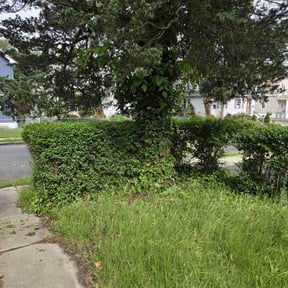 Bush Trimming by EMP Lawn Services, LLC reviewed on July 16, 2022