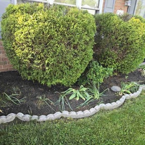 Bush Trimming by Major cleaning inc reviewed on June 18, 2022
