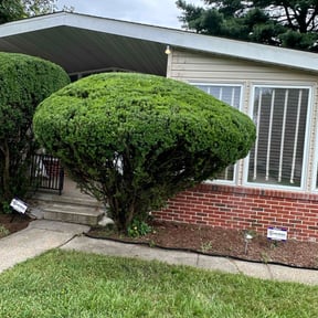 Bush Trimming by Land and Lawn Care reviewed on June 1, 2025