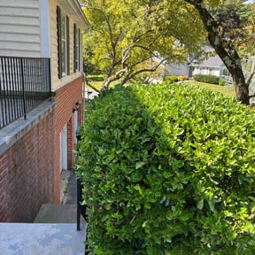 Bush Trimming by GAC Lawn Care reviewed on August 17, 2025