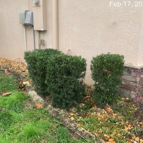 Bush Trimming by Lindsay’s lawncare reviewed on August 21, 2025