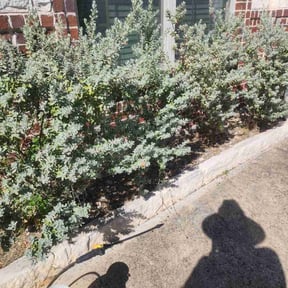 Flower Bed Weeding by Bear Down Lawn &amp; Landscape reviewed on March 5, 2024