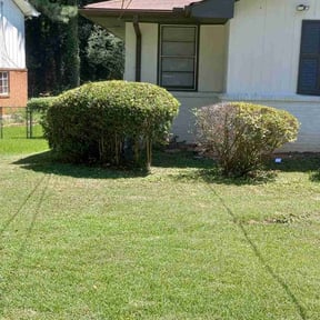 Bush Trimming by Use more services reviewed on August 21, 2025