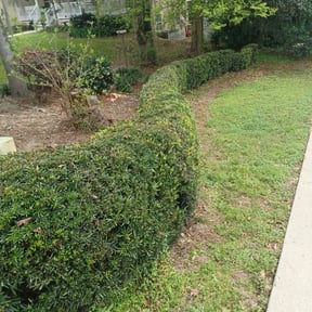 Bush Trimming by Does It All Contracting LLC reviewed on August 20, 2025