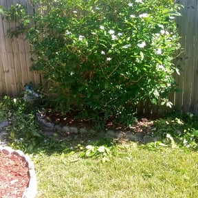 Bush Trimming by Los Hombre Landscaping reviewed on August 19, 2025