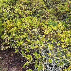 Bush Trimming by Sam&#039;s Lawn Care reviewed on November 23, 2025