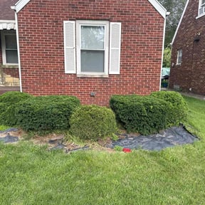 Bush Trimming by GAO &amp; Associates reviewed on November 24, 2025