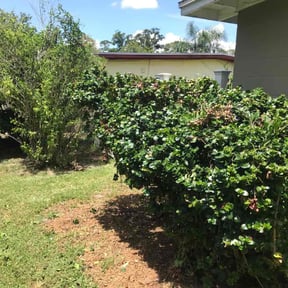 Bush Trimming by Jr's Landscape reviewed on August 17, 2025