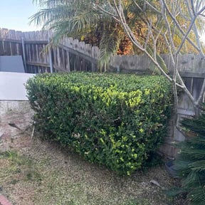 Bush Trimming by R.E.M lawn services reviewed on April 23, 2026
