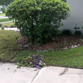 Bush Trimming by Wgm landscaping reviewed on August 20, 2025