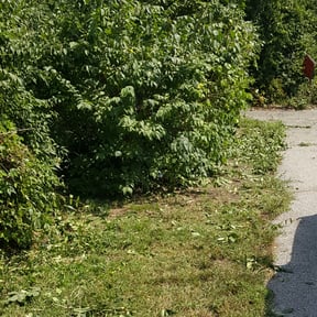 Bush Trimming by Green Magic Lawn Care reviewed on March 13, 2024