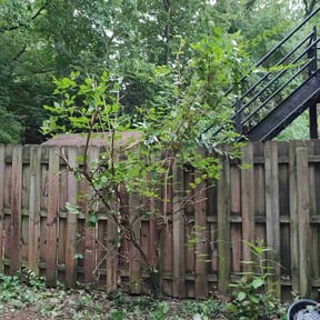 Bush Trimming by Demetrieus Bennett reviewed on August 20, 2025