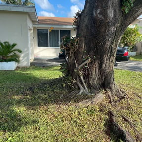 Bush Trimming by Miracle Lawn Bros reviewed on August 20, 2025