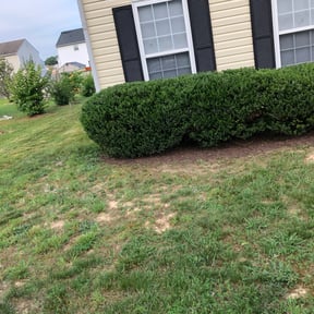 Bush Trimming by Smith and son's lawn care reviewed on August 19, 2025