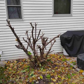 Bush Trimming by BNK Home Improvements &amp; Landscaping LLC reviewed on November 24, 2025