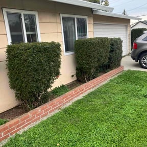Bush Trimming by TruGreen LawnCare reviewed on April 10, 2025