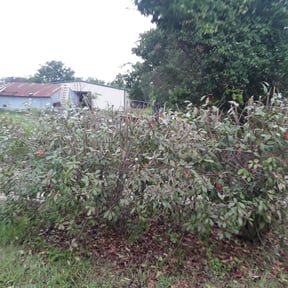 Bush Trimming by Delacruz services reviewed on August 17, 2025