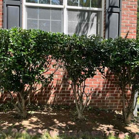Bush Trimming by MML reviewed on August 4, 2026