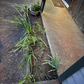 Flower Bed Weeding by Solid green landscaping reviewed on June 17, 2026