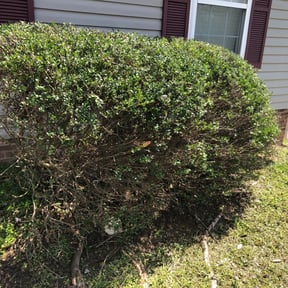 Bush Trimming by Mauler Mowing LLC reviewed on August 18, 2025